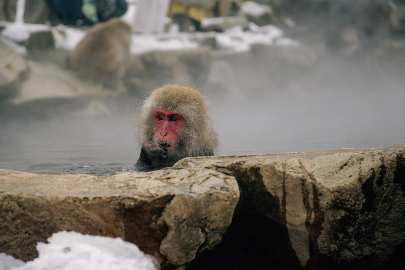 A Japanese macaque relaxing in a snow-covered hot spring