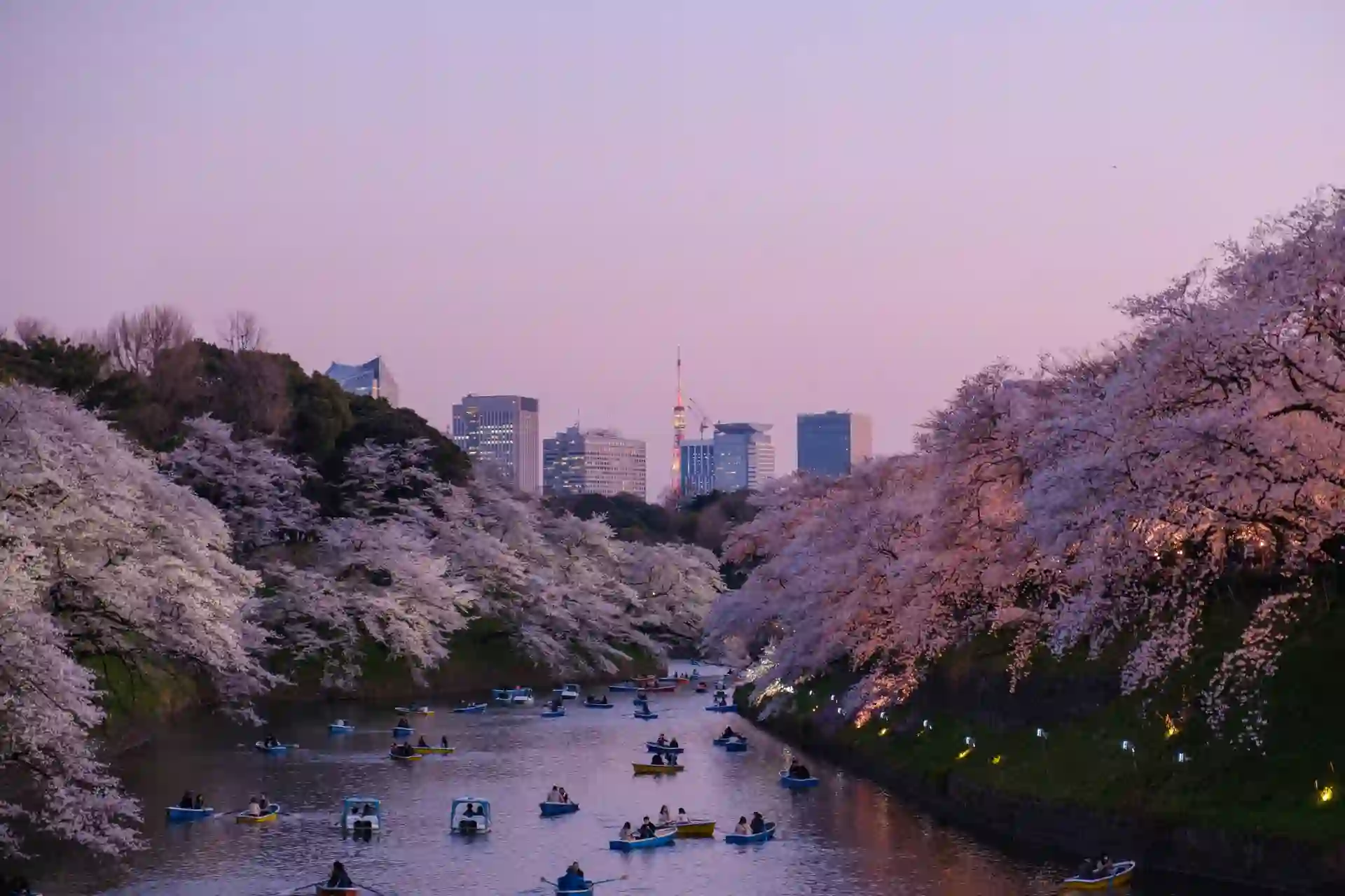 Cherry blossoms along the Chidorigafuchi moat with the Tokyo skyline at dusk