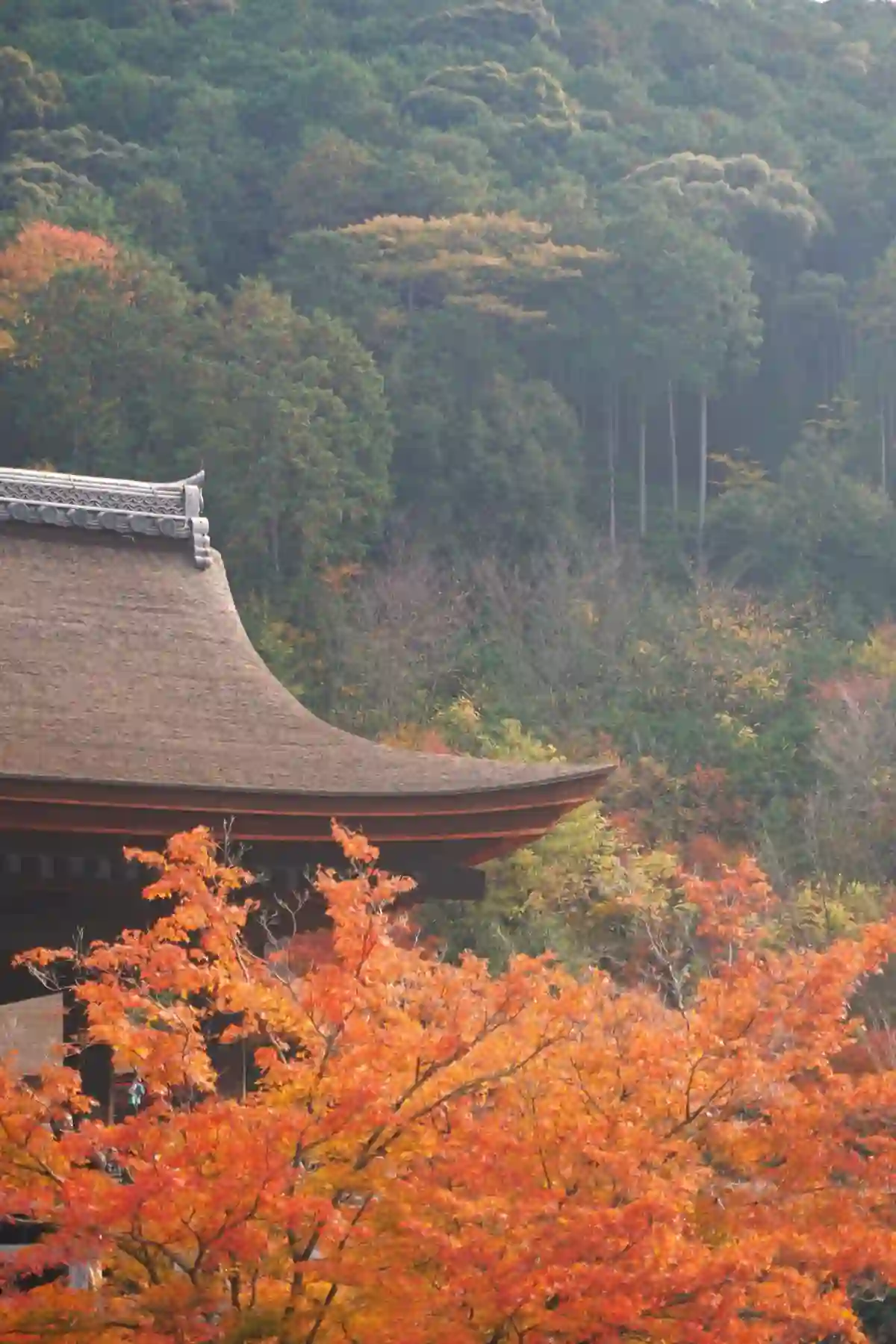 A tree with vivid orange autumn leaves in front of a building