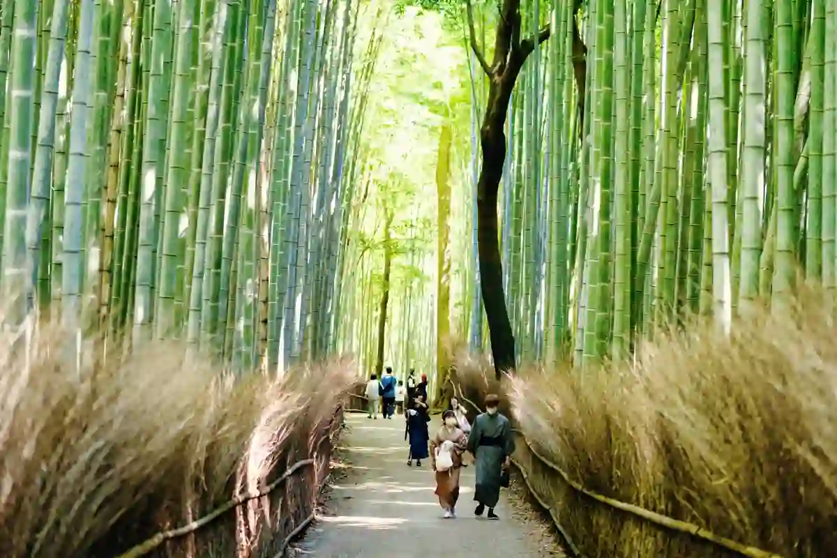Visitors walking through the Arashiyama bamboo grove in Kyoto